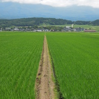 稲がすくすく