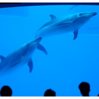 Dolphin