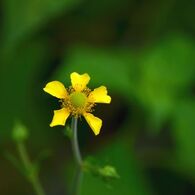 黄一点