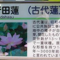 hasu33