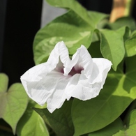 Ipomoea nil 8