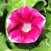 Ipomoea nil 9