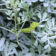 Papilio xuthus