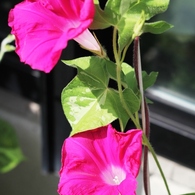 Ipomoea nil 10