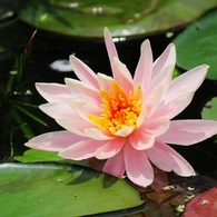 水辺に咲く花