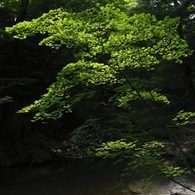 日光　夏のもみじ