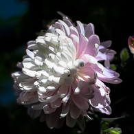 菊