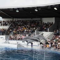 京都水族館8