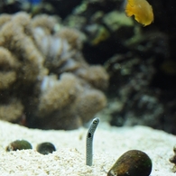 京都水族館17
