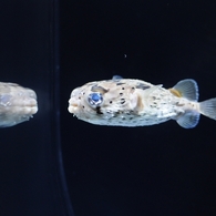 京都水族館19