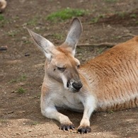 うつらうつらカンガルー