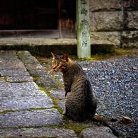 猫、大徳寺にて