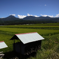 田園晩夏
