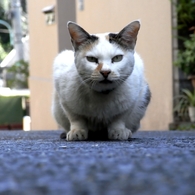 猫。