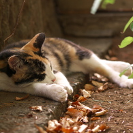神社猫13
