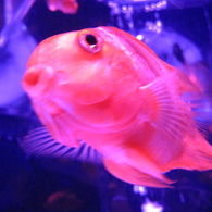 GOLDFISH