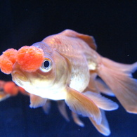 GOLDFISH