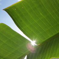 sun