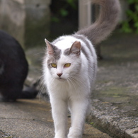 通りすがり猫103