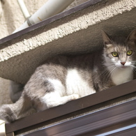 通りすがり猫105