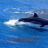 Dolphin Jump 1