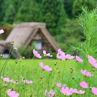 白川郷夏模様Ⅳ