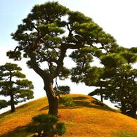 横綱の土俵入り