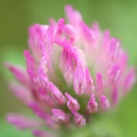 紫の花