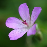 紫の花