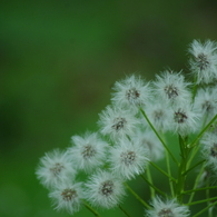 IMGP2806