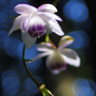 華