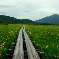 尾瀬原