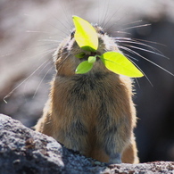 ナキウサギお食事中