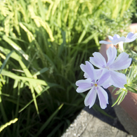 季節はずれの芝桜