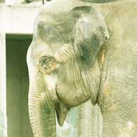 zou
