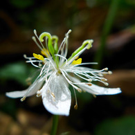 高山に咲く花