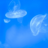 Jellyfish