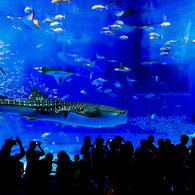 美ら海水族館