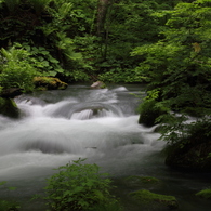 新緑の奥入瀬渓流