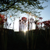 spider lily.1