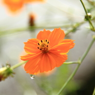 黄花秋桜