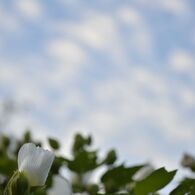 _DSC0221