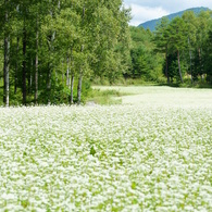 開田はソバの里