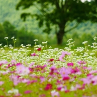 秋の花盛り