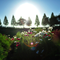 Dream Cosmos Field.