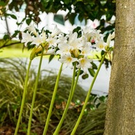 恥ずかしがりや