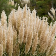 パンパスグラス