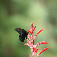 夏時間