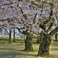 桜油絵
