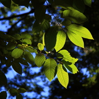 5D-2012_10_03-2736s